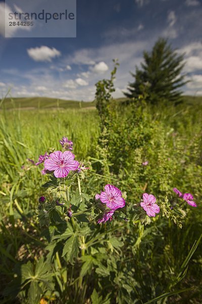 Wildflowers immer am Ufer des Elkwater Sees in der Stadt Elkwater  Cypress Hills Park provinzübergreifender  Alberta  Kanada