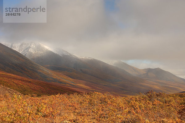 Herbstfarben of the North Klondike Tal  Tombstone Territorial Park  Yukon  Kanada