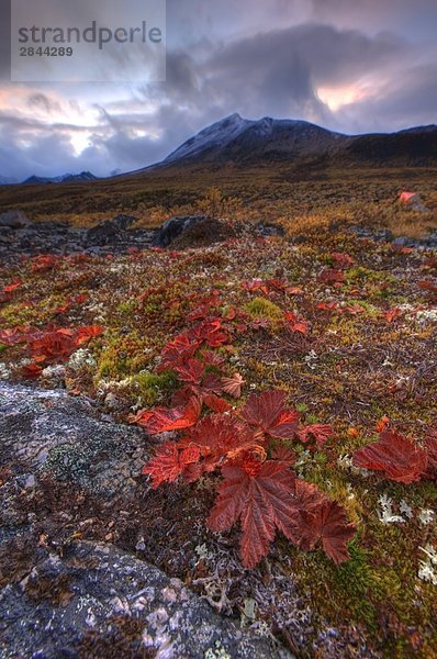 Vegetation auf der Tundra  Tombstone Territorial Park  Yukon  Kanada