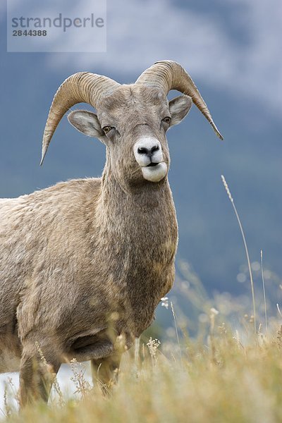 Junge Ram  Dickhornschaf (Ovis Canadensis) bei Windy Point  Kootenay Plains  Alberta  Kanada