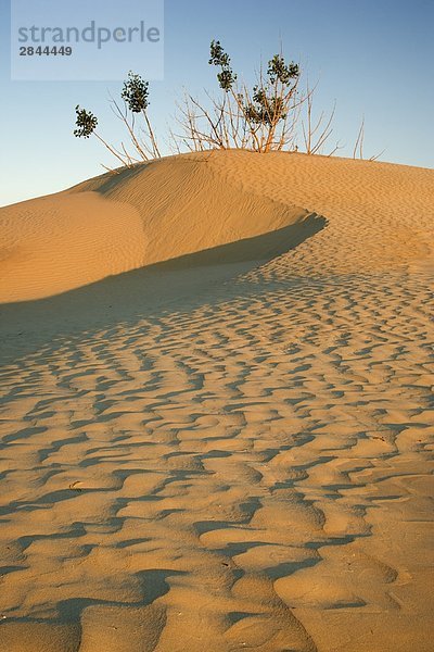 Die große Sandhills bei Zepter  Saskatchewan  Kanada