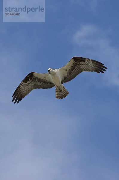 Untersicht von Osprey (Pandion Haliaetus) im Flug  British Columbia  Kanada