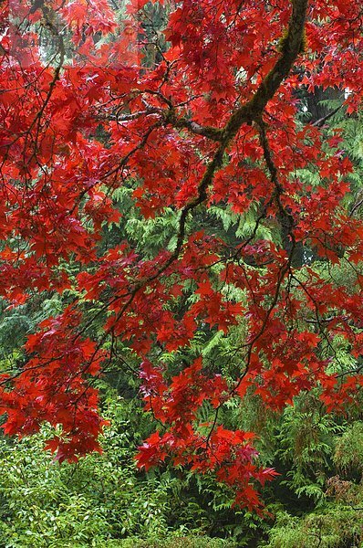 Japanischer Garten im Herbst am Butchart Gardens  Victoria  Vancouver Island  British Columbia  Kanada