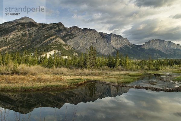 Mount Yamnuska  N-Federn  Bow Valley Provincial Park  Kananaskis Country  Alberta  Kanada