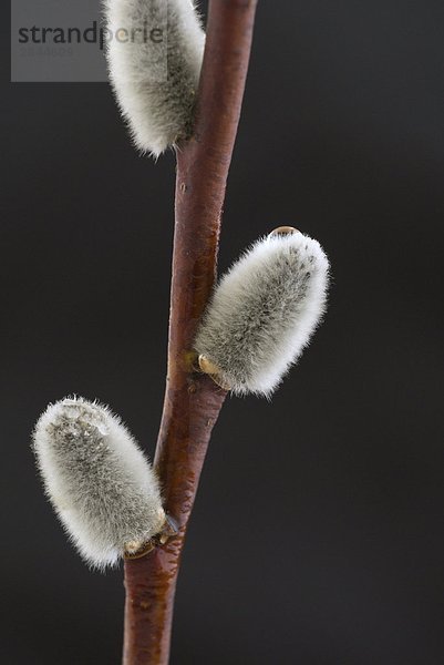 Pussy Willow Catkin (Salix verfärben)  Cochrane  Alberta  Kanada