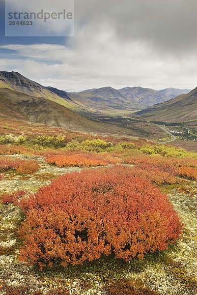 Zwerg Willow (Kraut-Weide) Bush  Tombstone Territorial Park  Yukon-Territorium  Kanada