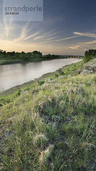Kakteen und South Saskatchewan River nahe der Führer  Saskatchewan  Kanada