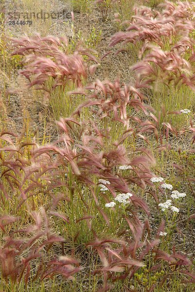 Fuchsschwanz Gerste (Hordeum Jubatum) und gemeinsame Schafgarbe (Achillea Millefolium)  Yukon-Territorium  Kanada