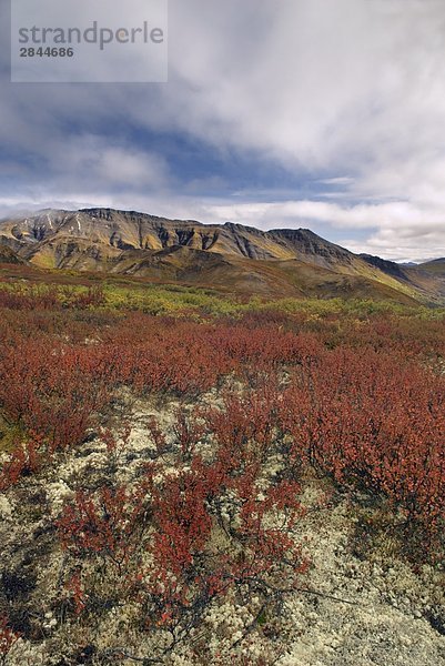 Tombstone Territorial Park  Yukon-Territorium  Kanada