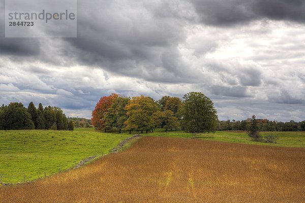 Feld im Frühherbst  Guelph Linie  Südwest-Ontario  Kanada