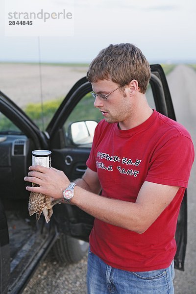 Burrowing Owl Forscher stellt eine Orangensaft kann über eine adult Eule Kopf um seine Vision zu begrenzen und bewahren es ruhig  Saskatchewan  Kanada