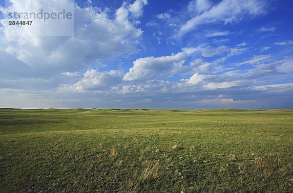 Ranchland Weide unmittelbar südlich des Grasslands-Nationalpark in der kanadischen Prärie in der Nähe von Val Marie  Saskatchewan  Kanada