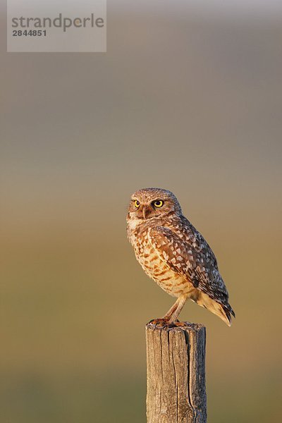 Eine wilde adult Burrowing Owl auf eine Fencepost in der kanadischen Prärie in der Nähe der Alberta / Grenze Saskatchewan  Kanada