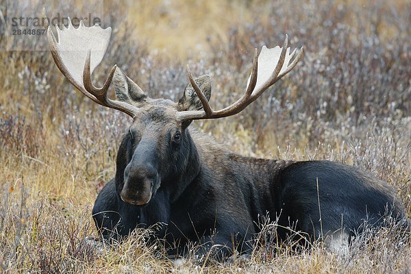 Bull Elch (Alces Alces) im Feld  Alberta  Kanada