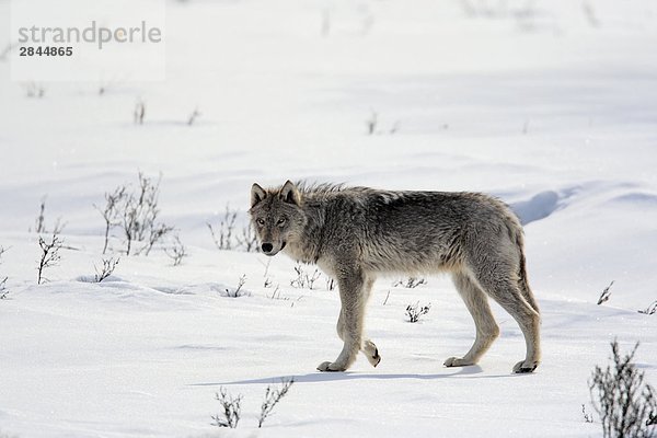 Grauwolf Canis lupus pambasileus Berg Winter Felsen ungestüm British Columbia Kanada