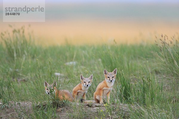 SWIFT Fox Pups im Morgengrauen auf den Prärien in der Nähe von Val Marie  Saskatchewan  Kanada