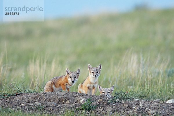 SWIFT Fox Pups an ihre Den in der Nähe von Grasslands-Nationalpark  Saskatchewan  Kanada