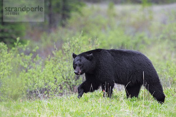Große adult männlich-Schwarzbär (Ursus Americanus) Wandern im Feld  West-Kanada