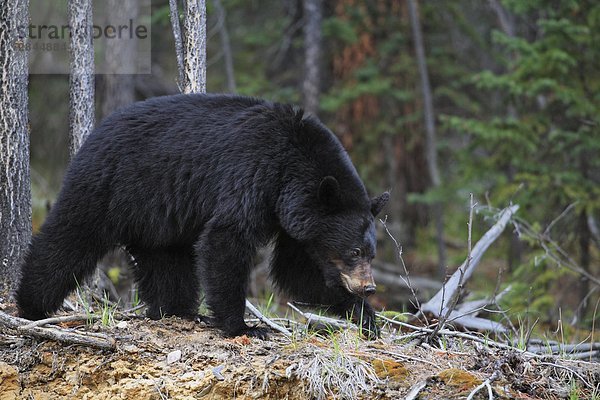 Schwarzbär (Ursus Americanus) zu Fuß durch einen montane Wald  West-Kanada