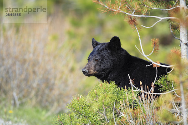 Schwarzbär (Ursus Americanus) in montane Wald  West-Kanada