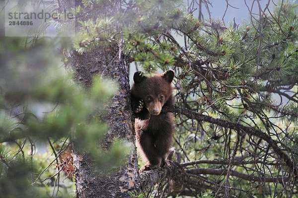 Cute Baby Black Bear Cub in einem Baum schaut sich um  Jasper-Nationalpark in Alberta  Kanada