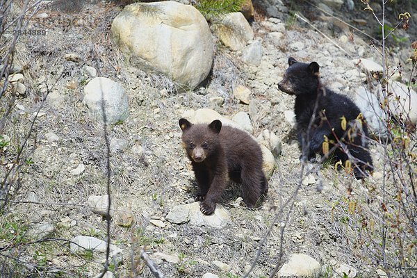 Zwei junge schwarze Bären  West-Kanada