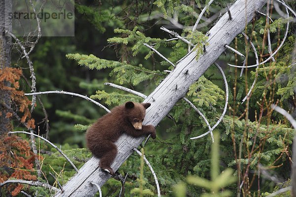 Black Bear Cub hängen aus einem Baum  West-Kanada