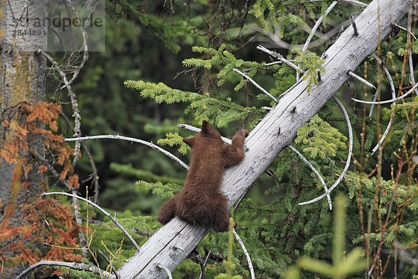Black Bear Cub hängen aus einem Baum  West-Kanada