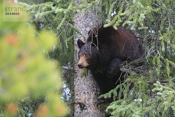 Adult Zimt Schwarzbär (Ursus Americanus Cinnamomum) in eine Fichte  West-Kanada