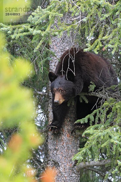 Adult Zimt Schwarzbär (Ursus Americanus Cinnamomum) in eine Fichte  West-Kanada
