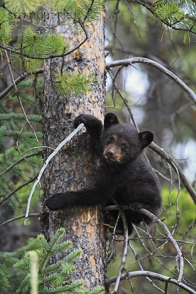 Black Bear Cub hängen aus einem Baumstamm  West-Kanada