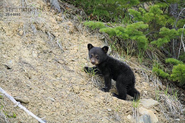 Tiny Black Bear Cub Klettern Hill  West-Kanada
