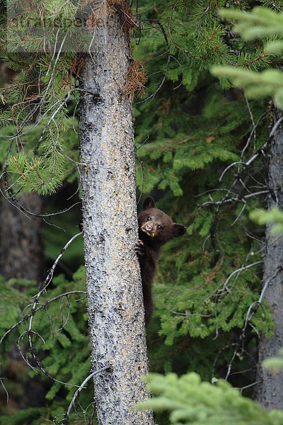 Tiny Black Bear Cub in einer Kiefer  West-Kanada