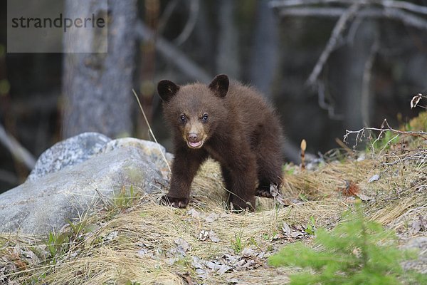 Baby Black Bear Cub  West-Kanada