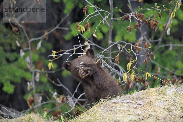 Ein Black Bear Cub des Jahres spielt Peek-a-boo hinter seiner Pfote  West-Kanada