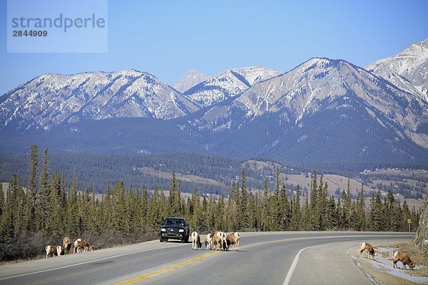 Dickhornschafe am Straßenrand von Yellowhead Highway zwischen Jasper und Edmonton in Alberta  Kanada