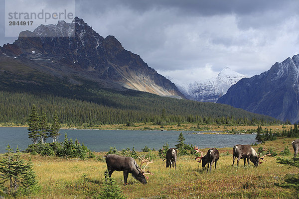 Woodland Caribou Bulls Nahrungssuche am Hang oberhalb Amethyst Seen im Tonquin Tal  Jasper-Nationalpark in Alberta  Kanada