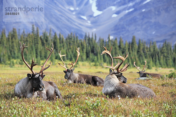 Woodland Caribou Bulls entspannenden in der hohe alpine  British Columbia  Kanada