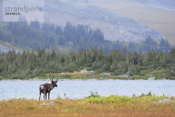 Woodland Caribou Bull  British Columbia  Kanada