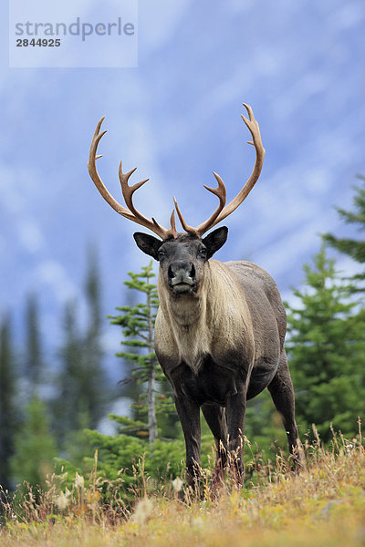 Woodland Caribou Bull in den Rocky Mountains  West-Kanada