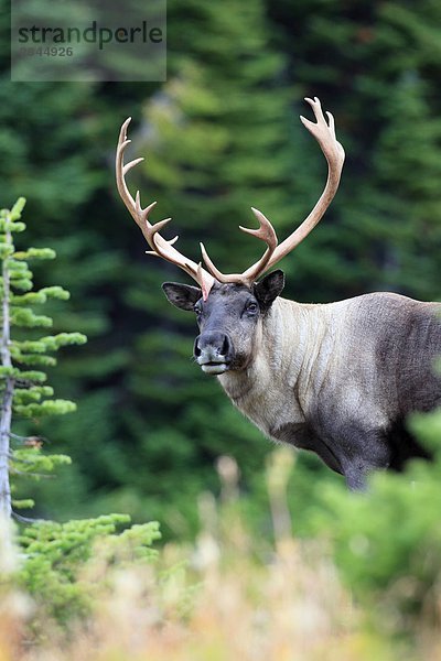 Woodland Caribou Stier Portrait  West-Kanada