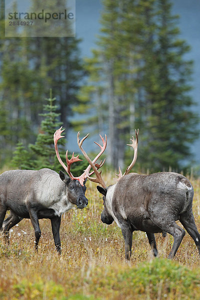 Woodland Caribou Bullen mit voller Geweih Kämpfe während der Herbst Rut  West-Kanada-racks