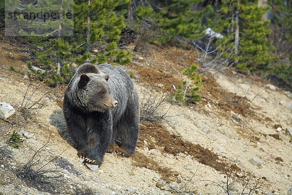 Grizzlybär (Ursus Arctos Horribilis) in den subalpinen Wald  West-Kanada
