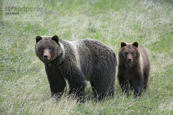 Grizzlybär (Ursus Arctos Horribilis) SOW-Etappen und Cub  West-Kanada