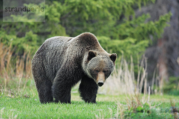 Große Erwachsene Grizzlybär (Ursus Arctos Horribilis)  West-Kanada