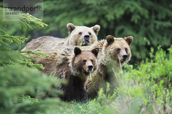 Grizzlybär (Ursus Arctos Horribilis) Mutter und jungen  West-Kanada