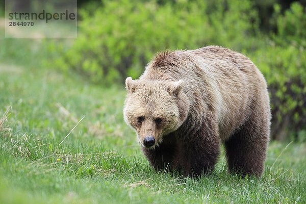 Grizzlybär (Ursus Arctos Horribilis)  West-Kanada