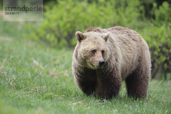 Grizzlybär (Ursus Arctos Horribilis) essen Gras in den subalpinen  West-Kanada  Kanada