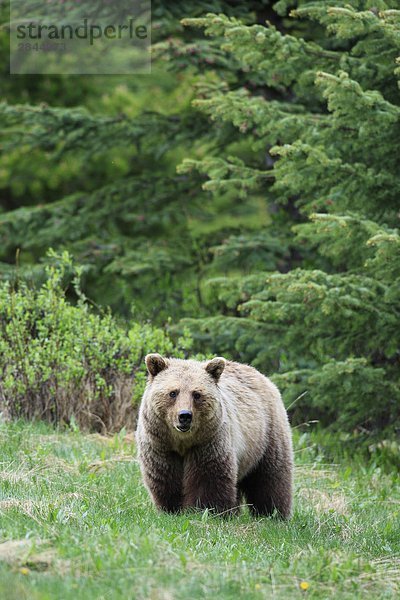 Grizzlybär (Ursus Arctos Horribilis)  West-Kanada