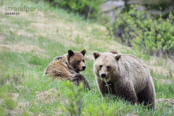 Sow Grizzlybär (Ursus Arctos Horribilis) und Cub Essen Gras im Frühjahr in den kanadischen Rocky Mountains  West-Kanada